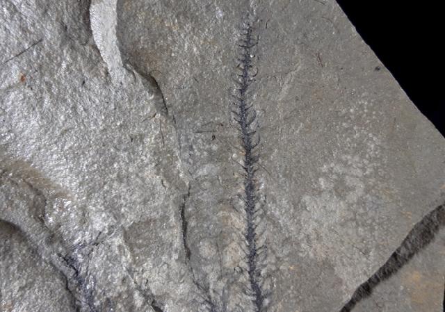 Walchia piniformis (SCHLOTHEIM 1820) - Bild © FossNet FossilienStore